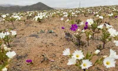 flowers in desert