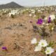 flowers in desert