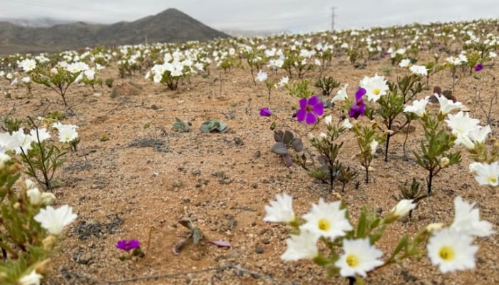 flowers in desert