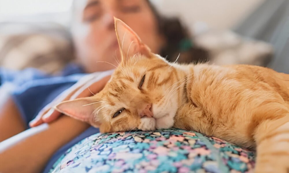 پالتو جانور بستر میں سونا